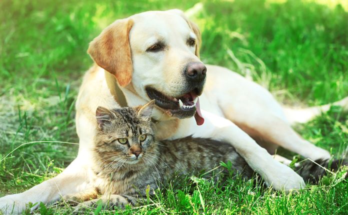 cane gatto caldo consigli