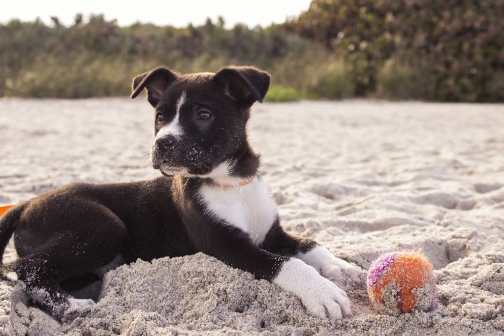 I cani si abbronzano al sole?