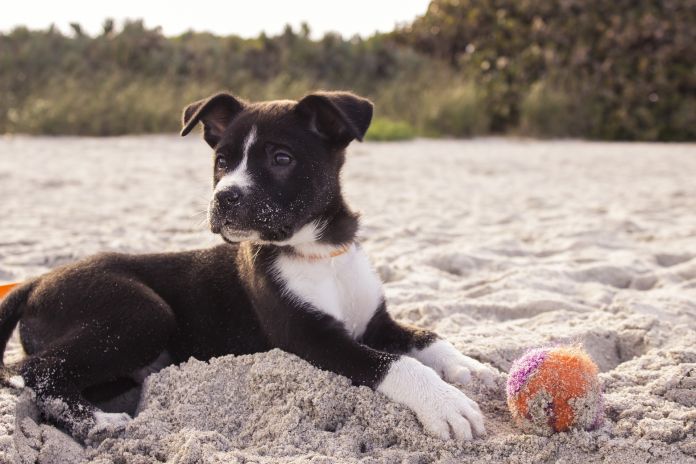 cane in spiaggia abbronzatura