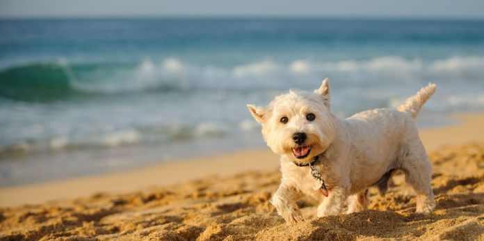 cane spiaggia