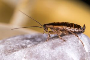 Come allontanare gli insetti con una pianta che abbiamo tutti in casa