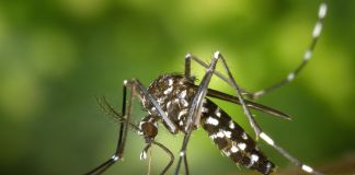 Come allontanare le zanzare