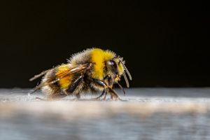 Puntura d’ape, cosa fare? 6 rimedi casalinghi