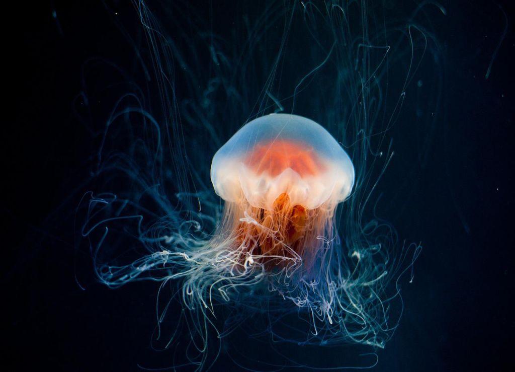 Cosa fare se ti punge una medusa?