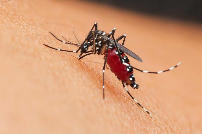 west nile sintomi