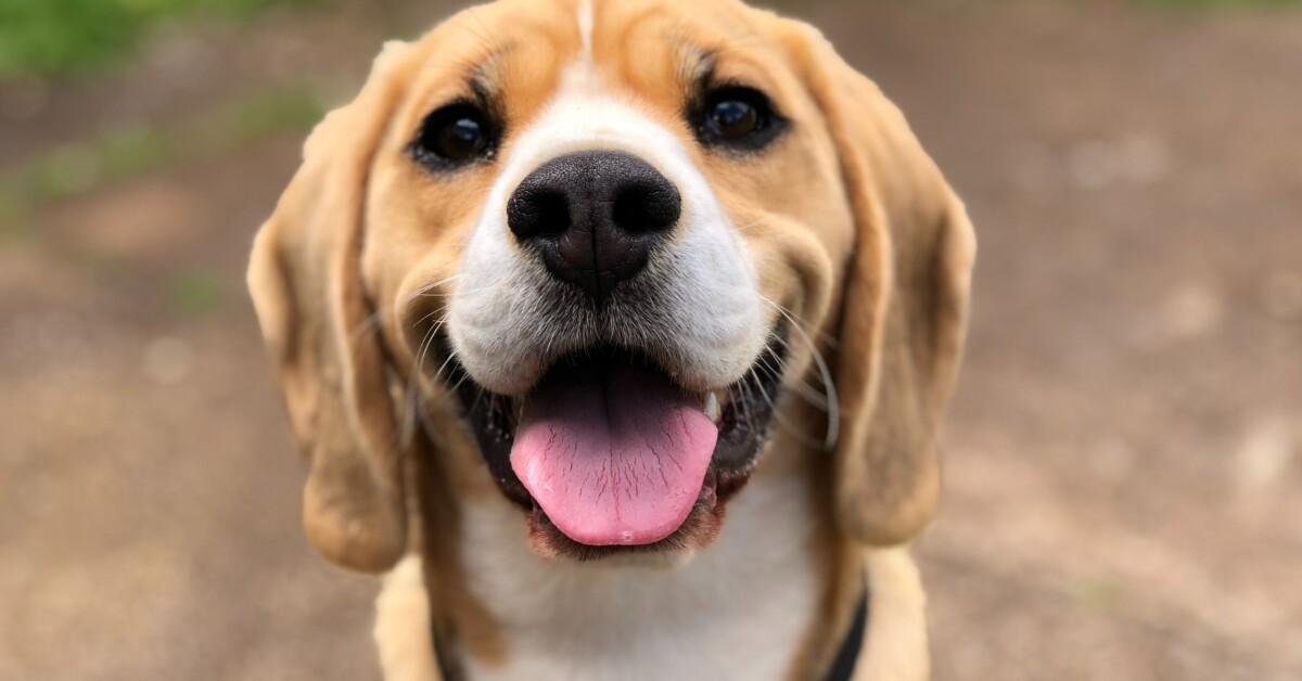 Quante razze di cani esistono?