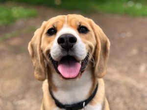 I cani piangono di felicità quando vedono i propri padroni