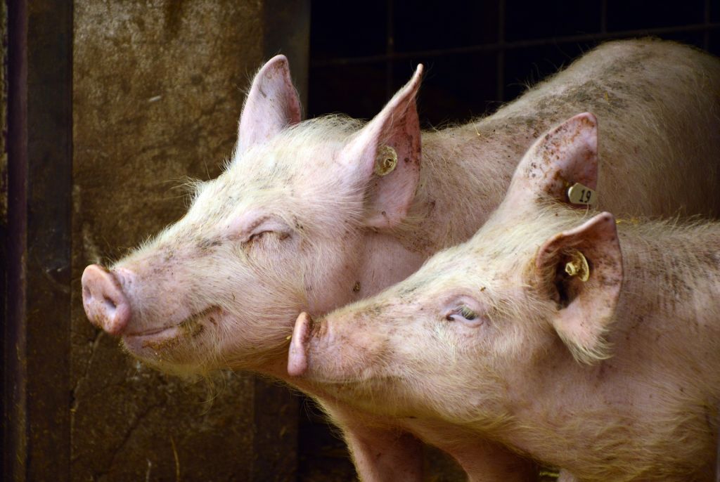 Scienziati hanno fatto rivivere i maiali un’ora dopo la morte