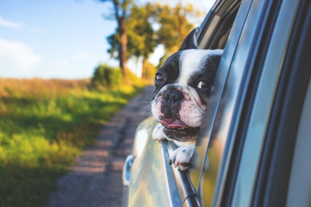 Cani e vacanze, i consigli esperti per un’estate senza problemi