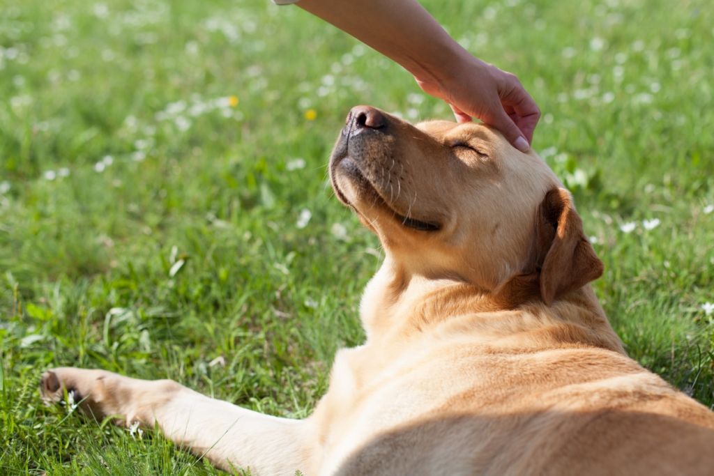 Accarezzare un cane fa bene alla salute.