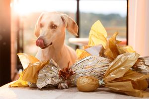 Intossicazione da cioccolato nei cani, 5 campanelli d’allarme