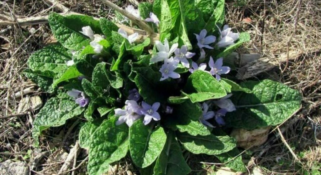 Mandragora.