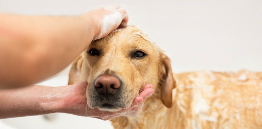 Bagno al cane: quante volte?