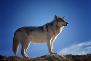 Come convivere con il lupo? I consigli da seguire
