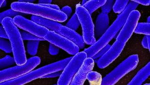 Escherichia coli: come avviene la trasmissione?