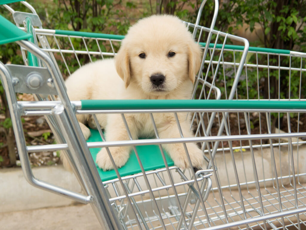 Cani nei supermercati.
