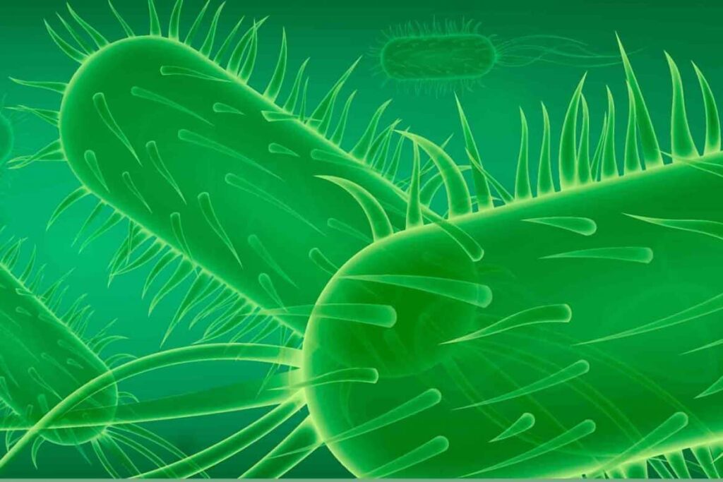 Quali sono i sintomi dell'Escherichia Coli?