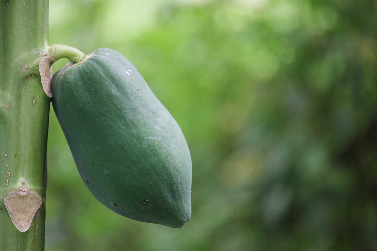 Papaya fermentata tutto quello che devi sapere