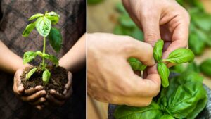 Basilico: se seguirai questi consigli sarà forte e sano