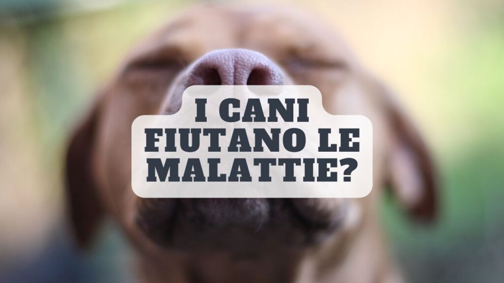 E’ vero che i cani sono in grado di fiutare le malattie dei loro padroni? Ecco la verità