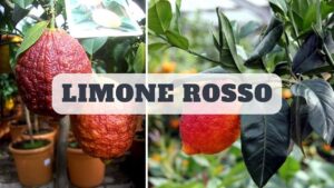 Limone rosso: scopri i benefici di questo superfood