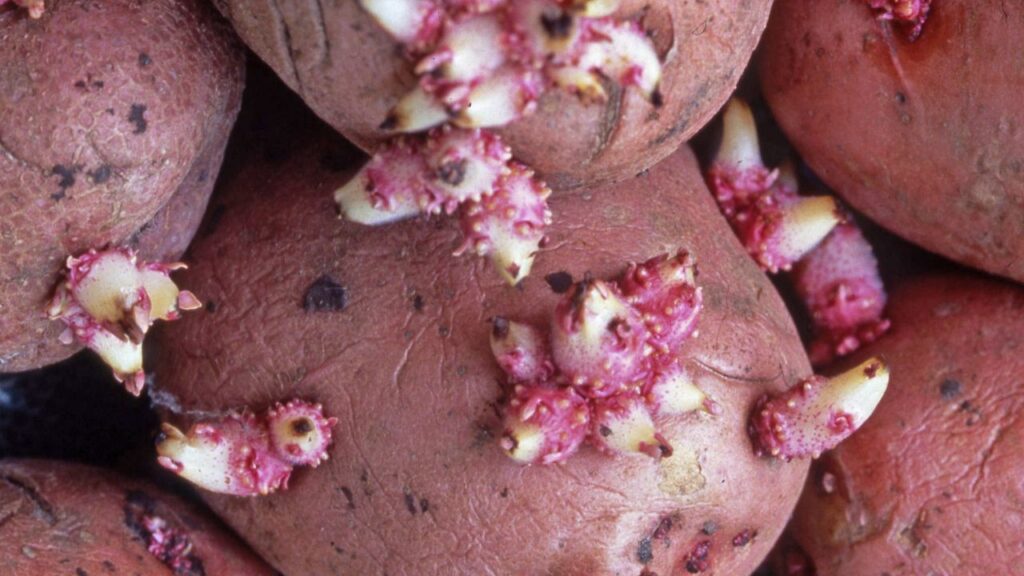 Patate germogliate: scopri perché non dovresti mangiarle