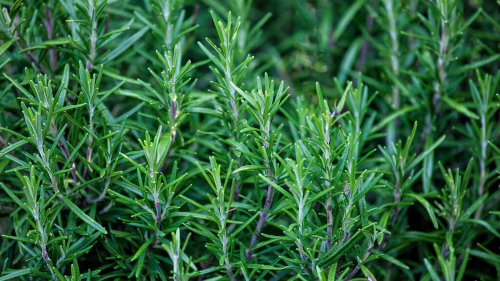 Pianta di rosmarino: ecco i metodi per curarla e farla crescere velocemente