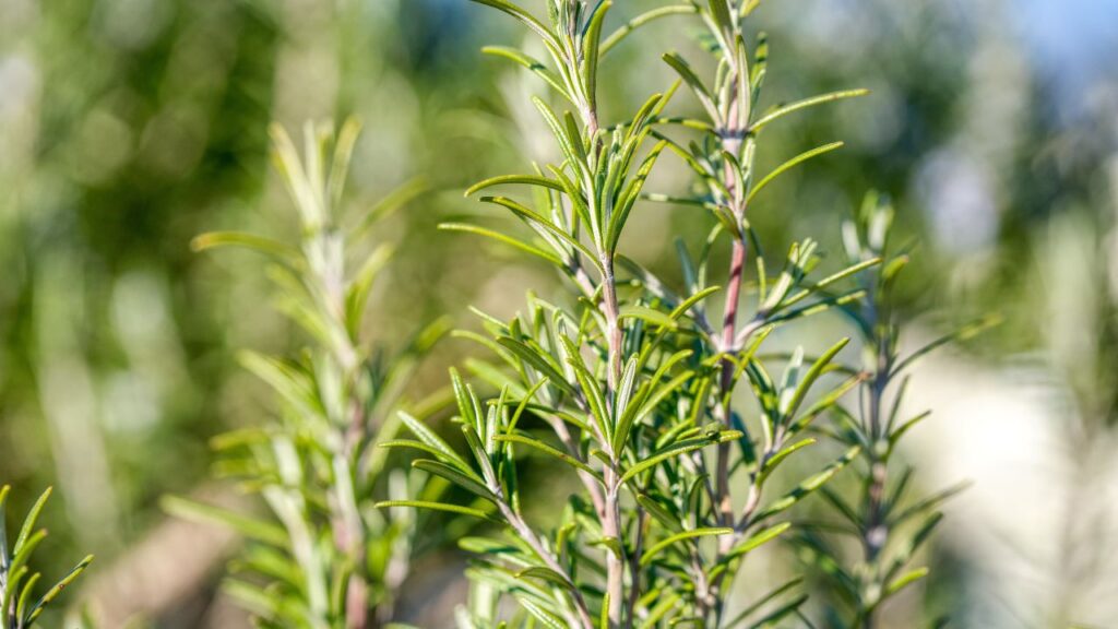 Soffri di gastrite? Il rosmarino fa bene o male?