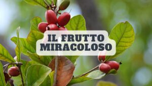 Il miracolino: conosci anche tu questo frutto magico? Ecco cosa succede se lo mangi