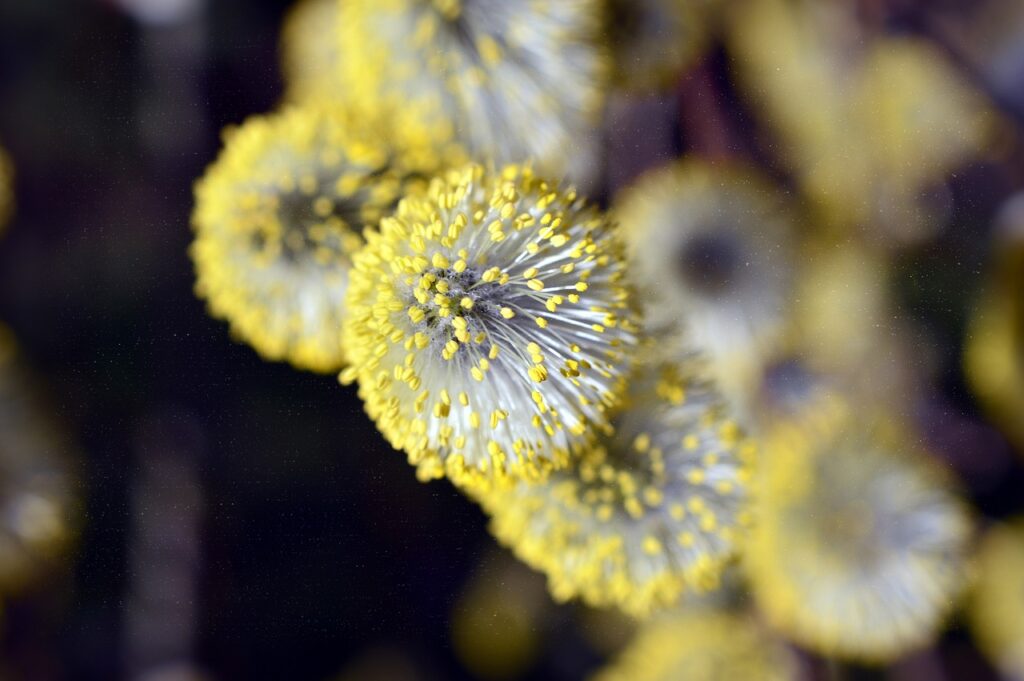 allergie di primavera