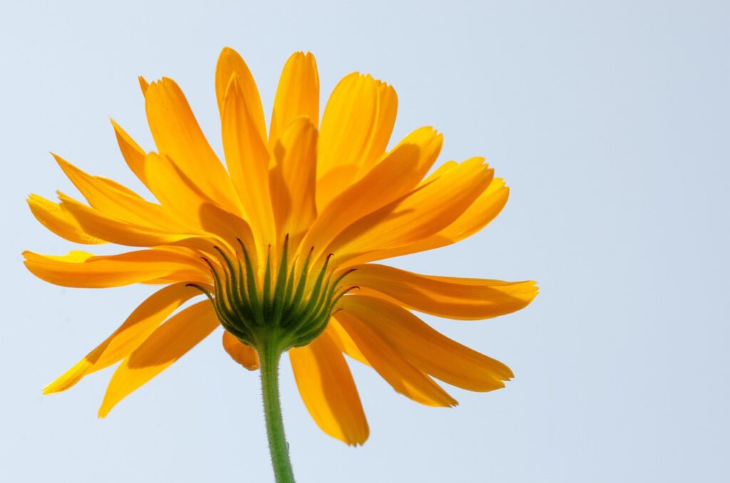 calendula