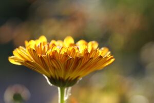 La magia della calendula sulla pelle: scopri i suoi benefici