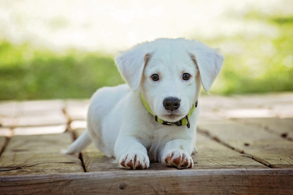 Al cane va fatto il bidet?