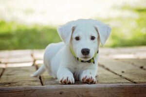 Al cane va fatto il bidet? Come prendersi cura dell’igiene intima di fido