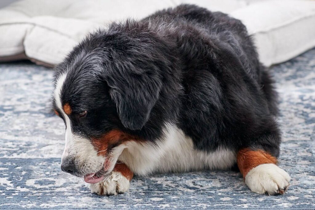 Cane che si lecca le zampe.