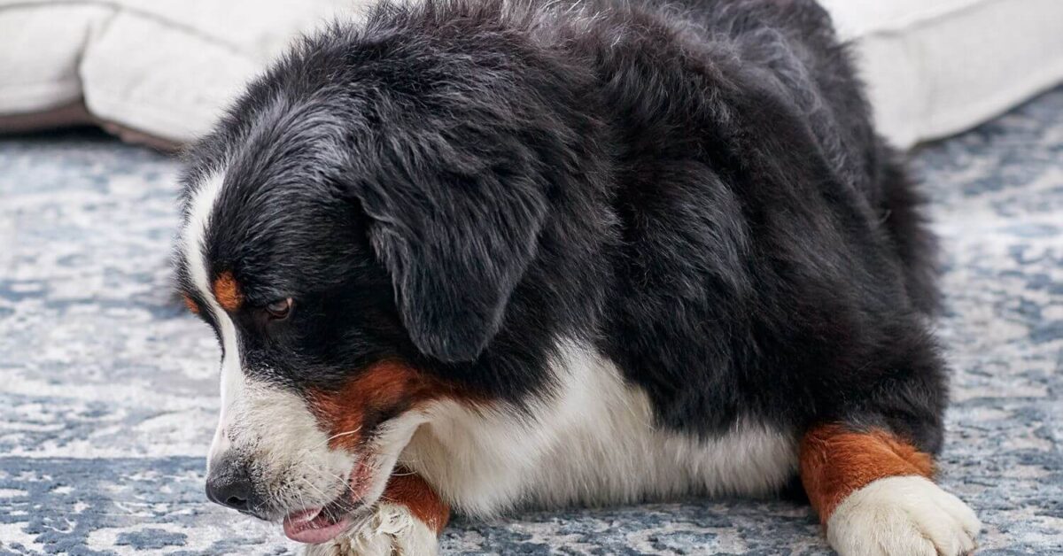 Il tuo cane si lecca spesso le zampe? Perché succede e cosa fare