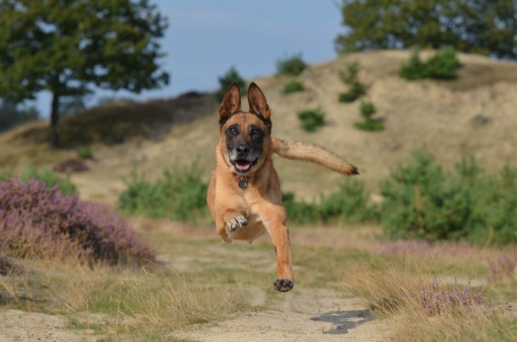 come scoprire se il tuo cane è felice