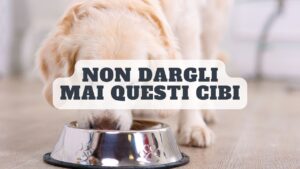 Cibi pericolosi per i cani: ecco cosa non devi mai dare al tuo amico a quattro zampe