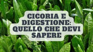 Mangiare la cicoria aiuta la digestione? Ecco la risposta