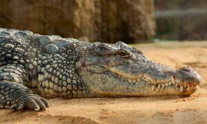 Sai che i coccodrilli potrebbero salvarci dalle malattie mortali?