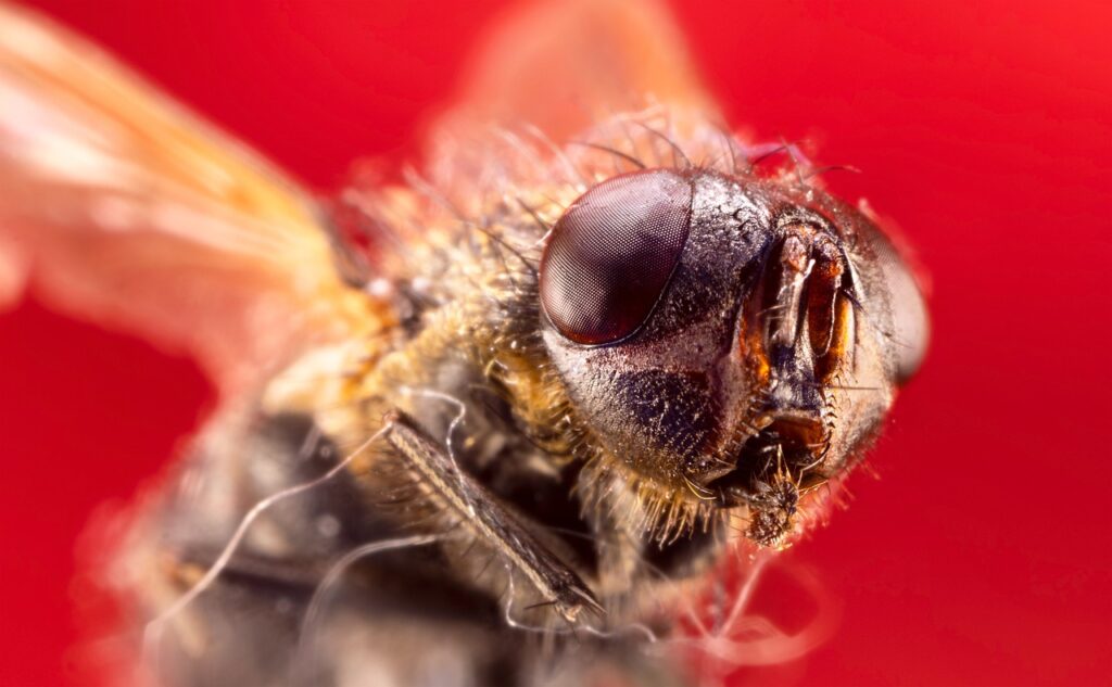 Allontana gli insetti dal tuo balcone con questi rimedi infallibili