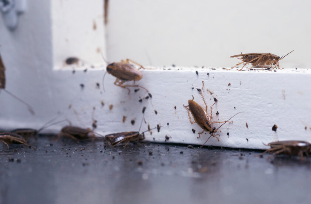 10 semplici modi per tenere gli scarafaggi fuori di casa per sempre