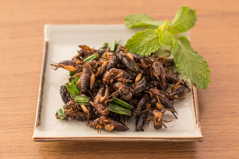 Mangiare insetti fa bene alla salute?