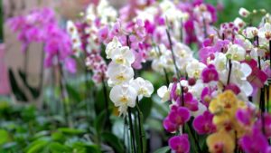 Orchidee: se le curi in questo modo vivranno forti e a lungo