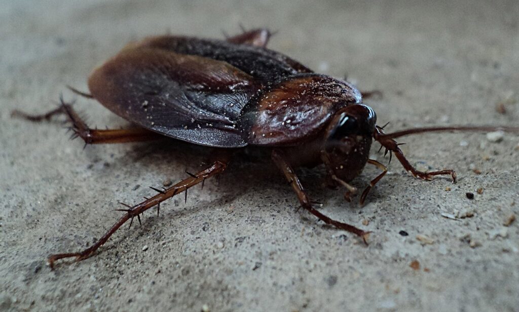 Anche gli scarafaggi portano malattie: scopri quali, la lista