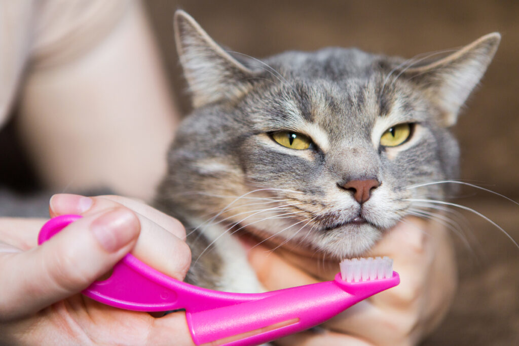 Stomatite felina: rimedi e quando andare dal veterinario