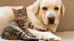 Se hai cani e gatti in casa, devi assolutamente seguire questi consigli