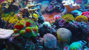 Indovinello visivo: trova il piccolo Nemo nascosto nella barriera corallina | Difficoltà 8