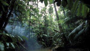 L’indovinello visivo della foresta amazzonica: riuscirai a trovare la pantera nascosta? Metti alla prova la tua mente