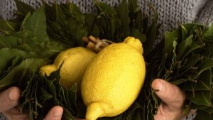 Unisci limone e alloro: l’accoppiata perfetta per insaporire la carne o condire l’insalata! Ecco come fare 
